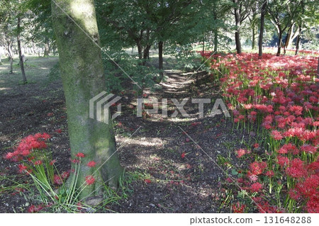 Red spider lilies in Kinchakuda returning to the soil (September 2021) 131648288