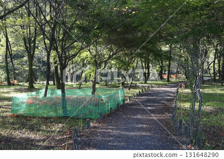 Red spider lilies in Kinchakuda returning to the soil (September 2021) 131648290