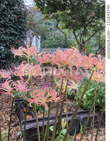 October pink spider lilies October pink spider lilies 131648346