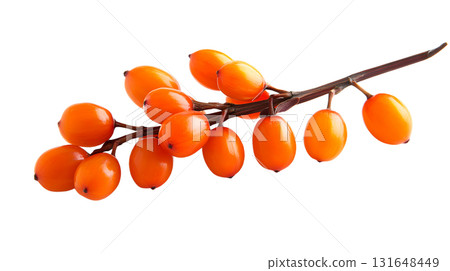 on a stark white backdrop, a gently curving twig showcases vibrant orange berries. the smooth, oval fruits are clustered closely along the dark branch 131648449