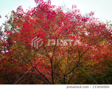 Trees that dye the sky Trees that dye the sky 131648900