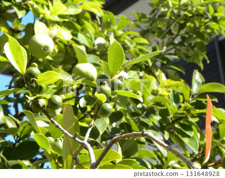 The quince harvest is still ahead and the guava harvest has already begun. 131648928