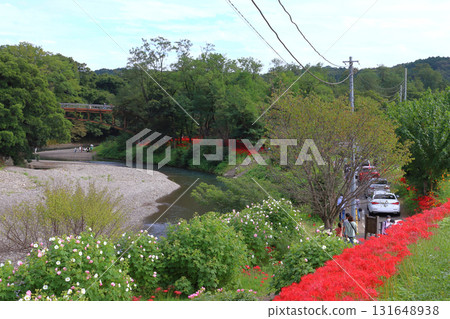 Tourists driving to Kinchakuda, where red spider lilies are in full bloom (Hidaka City, Saitama Prefecture) 131648938