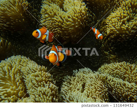海葵和小丑魚 海葵和小丑魚 131649432