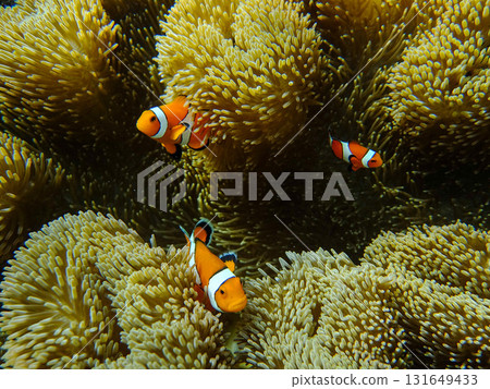 Sea anemone and clown fish Sea anemone and clown fish 131649433