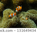 Sea anemone and clown fish 131649434