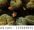 Sea anemone and clown fish 131649435