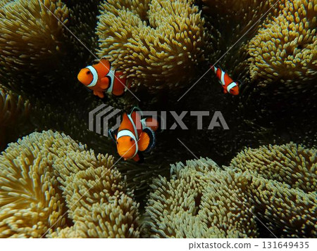 Sea anemone and clown fish Sea anemone and clown fish 131649435
