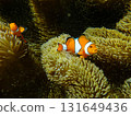 Sea anemone and clown fish 131649436