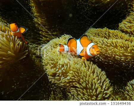 海葵和小丑魚 131649436