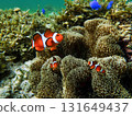 Sea anemone and clown fish 131649437