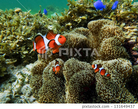 海葵和小丑魚 海葵和小丑魚 131649437