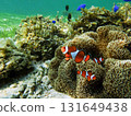 Sea anemone and clown fish 131649438
