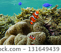 Sea anemone and clown fish 131649439