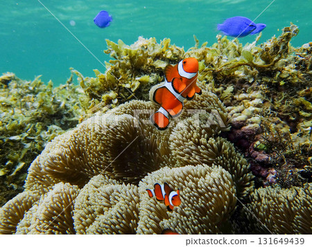 Sea anemone and clown fish Sea anemone and clown fish 131649439
