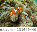 Sea anemone and clown fish 131649440