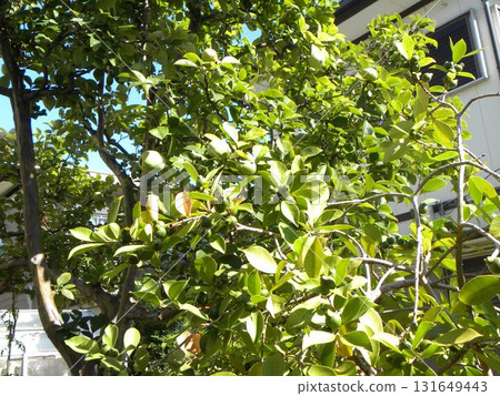 榅桲的收穫期還在持續,番石榴的收穫也已經開始。 榅桲的收穫期還在持續,番石榴的收穫也已經開始。 131649443