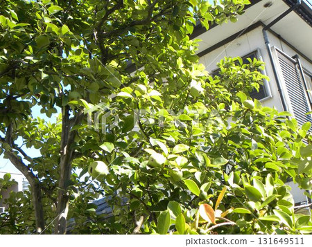 still blue tropical fruit guava fruit 131649511