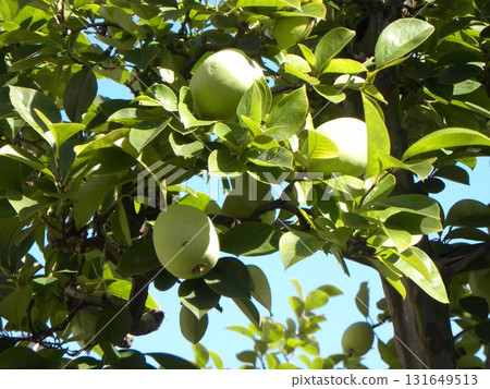 Only quince is still to be harvested Only quince is still to be harvested 131649513