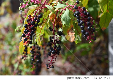 American pokeweed (Caryophyllaceae) American pokeweed (Caryophyllaceae) 131649577