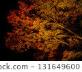 彌彥公園的紅葉在夜晚的燈光下 131649600
