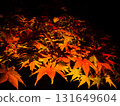 彌彥公園的夜色中紅葉盛開 131649604