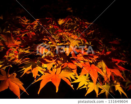 彌彥公園的夜色中紅葉盛開 彌彥公園的夜色中紅葉盛開 131649604