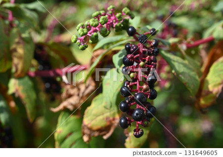 美洲商陸（石竹科） 131649605