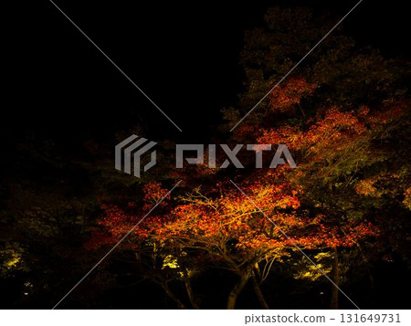 彌彥公園的夜色樹 彌彥公園的夜色樹 131649731