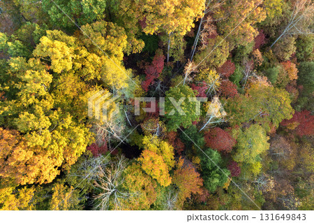 Aerial view of lush forest with colorful canopies in autumn woods on sunny day. Landscape of autumnal wild nature Aerial view of lush forest with colorful canopies in autumn woods on sunny day. Landscape of autumnal wild nature 131649843