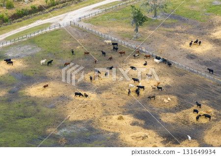 Aerial view of feed yard with meat cows. Feeding of cattle on farm feedlot Aerial view of feed yard with meat cows. Feeding of cattle on farm feedlot 131649934