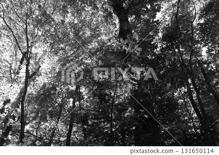 落葉闊葉林在盛夏的烈日下閃閃發光。樹木包括橡樹、楓樹、木蘭樹、山毛櫸樹和角樹。 131650114