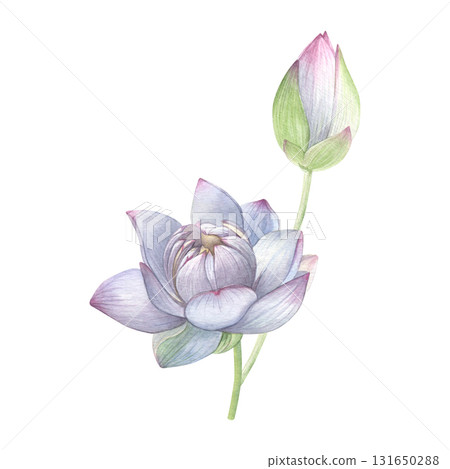 Watercolor of white lotus with a bud. Hand-painted water lily isolated on a white background. Good for postcards, invitations, greeting cards. 131650288
