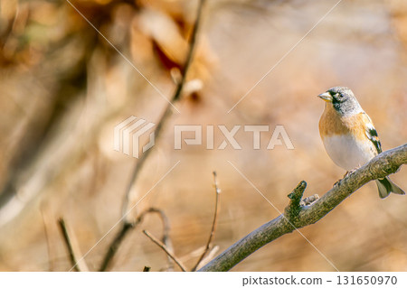 一隻雀科鳥棲息在樹枝上，複製空間 131650970