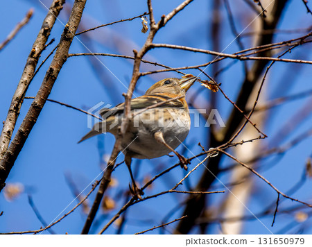 Atli棲息在樹枝上 131650979