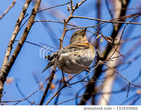 Atli棲息在樹枝上 131650980