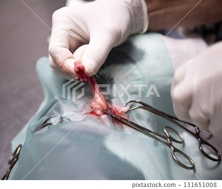 dog sterilization and vet dog sterilization and vet 131651008