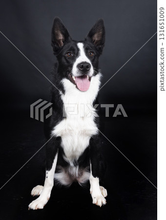 puppy border collie 131651009