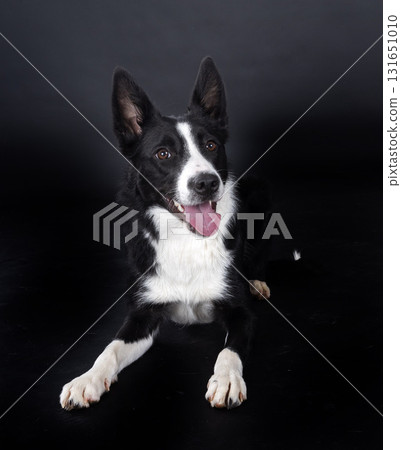 puppy border collie 131651010