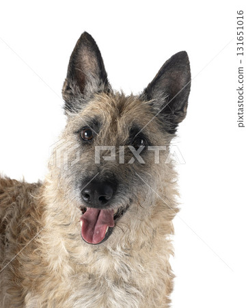 young laekenois in studio 131651016