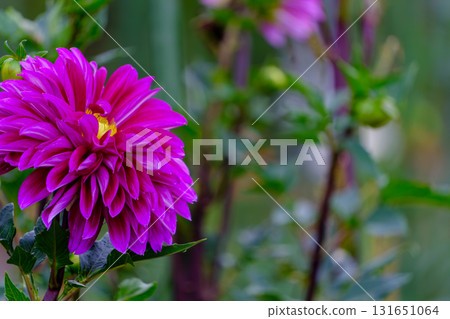Vibrant purple dahlias bloom in an autumn garden 131651064