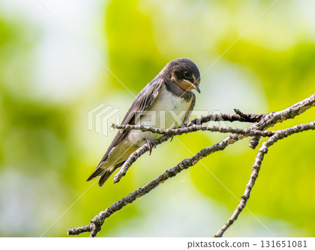 燕子棲息在樹枝上 131651081