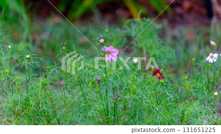 秋季草甸與淡粉紅波斯菊花 131651225