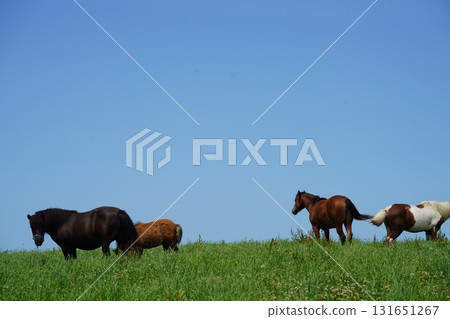 A mother and baby pony grazing in a pasture A mother and baby pony grazing in a pasture 131651267