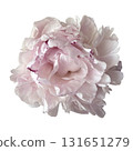Peony flower head, delicate summer garden plant in blossom for floral arrangements, cards, wedding design, collages, frames creation, isolated object cut out with clipping path, soft selective focus 131651279