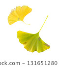 Bright yellow autumnal ginkgo leaves with stains becoming old and dry isolated, medicinal organic plant close-up, clipping path cutout object, eco-friendly environment concept 131651280