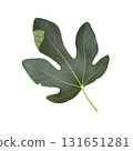 Fig tree leaf with patches of sun, cultivated garden Mediterranean fruit plant, isolated object cut out with clipping path, soft selective focus 131651281