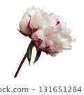 Peony flower head, delicate summer garden plant in blossom for floral arrangements, cards, wedding design, collages, frames creation, isolated object cut out with clipping path, soft selective focus 131651284