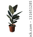 Ficus elastica houseplant with lush green leaves in decorative flowerpot, indoor plant image for home decor, lifestyle, botanical-themed design, isolated object soft selective focus, clipping path 131651285