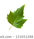 Bright green summer tree leaf, isolated object, cutout element for design, seasonal autumn or summer colorful mood, soft focus and clipping path, environment concept 131651288